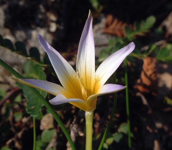 Romulea...ma quale? (bulbocosium, ligustica e ramiflora)